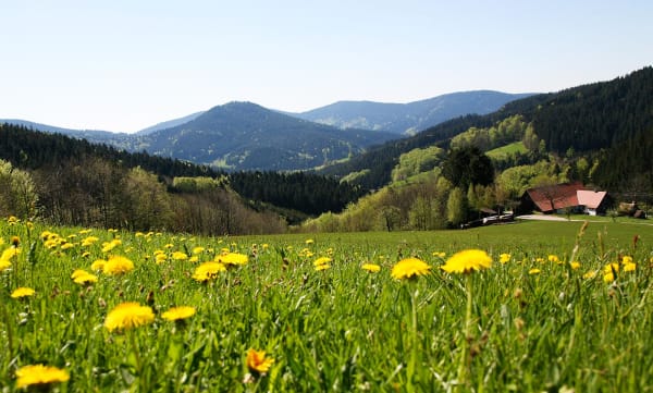 Häfner´s Flair Hotel Adlerbad