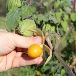 Physalis