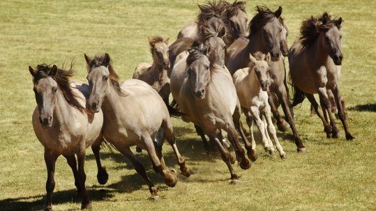 Münsterland horses