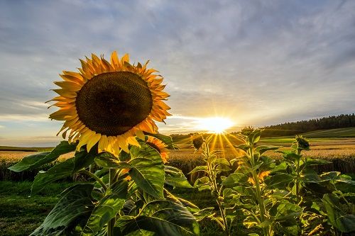 Sonnenuntergang Sonnenblumenfeld