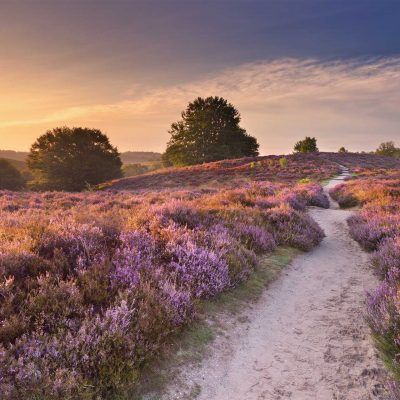 Regionen Lüneburger Heide