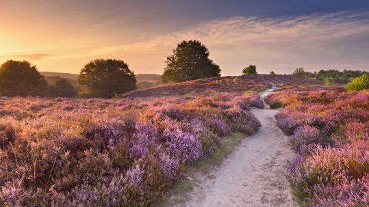 Regionen Lüneburger Heide