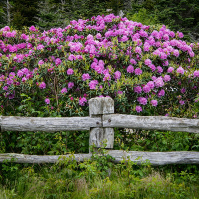 Rhododendron Busch