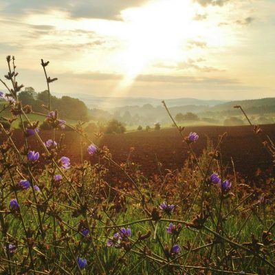 Flair Hotel Waldfrieden Landschaft