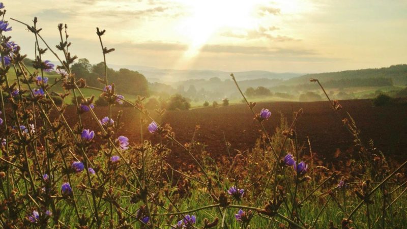 Flair Hotel Waldfrieden Landschaft