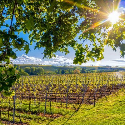 Weinberge Franken