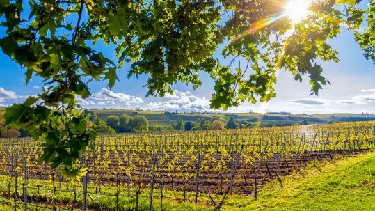 Weinberge Franken