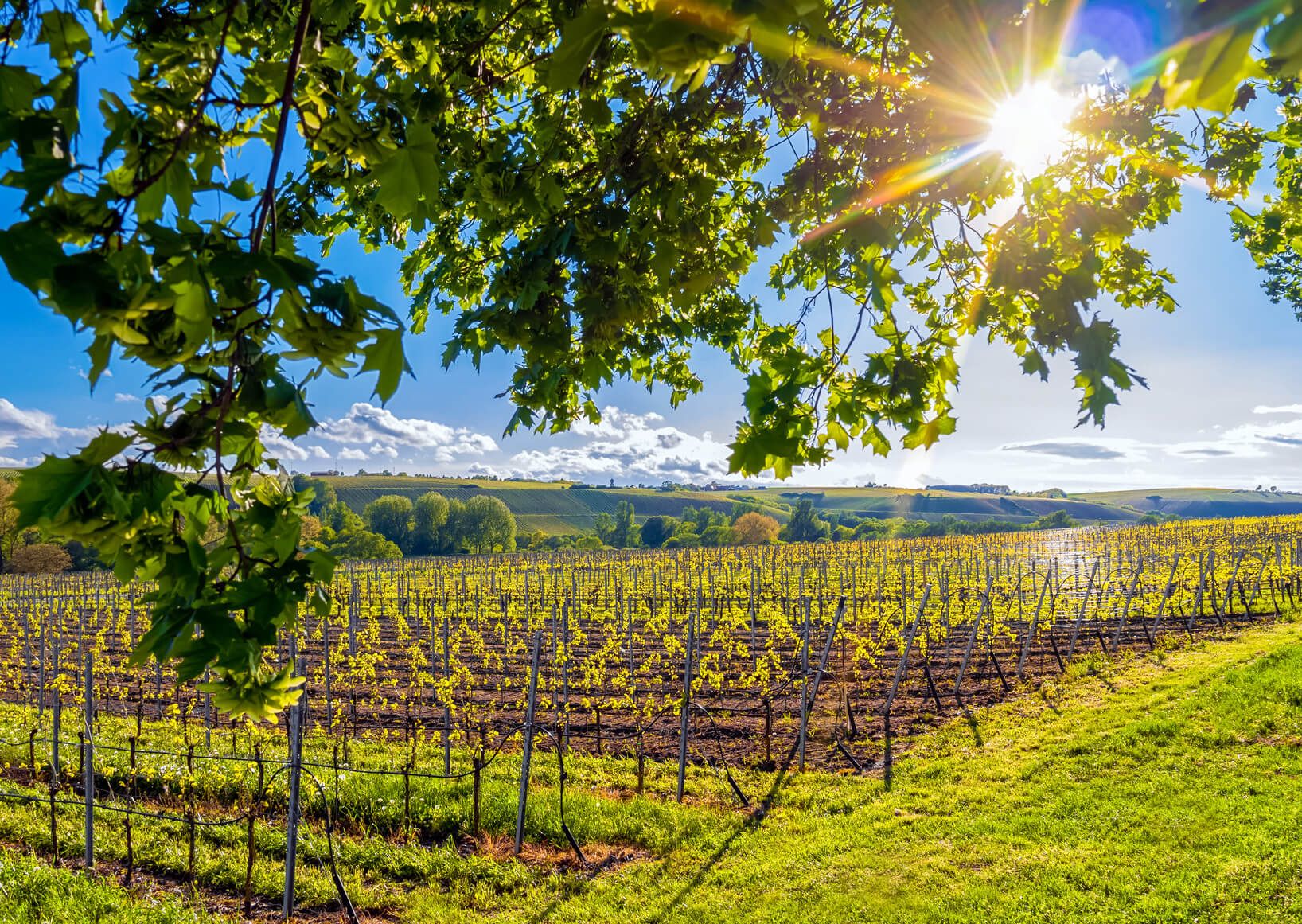 Franconian vineyards