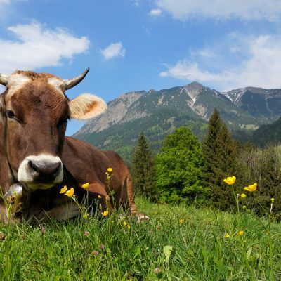 Kuh auf Alpe liegt im Gras, Bayern