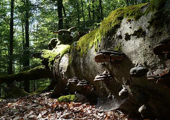 Eine alte Buche im Spessart