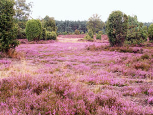 Blüte der gemeinen Besenheide in der Lüneburger Heide