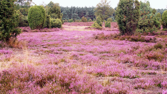 Blüte der gemeinen Besenheide in der Lüneburger Heide