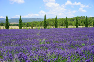 Blütezeit in der Provence