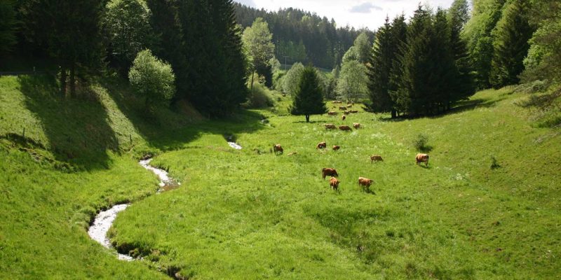 Weidevieh im Steinbachtal im Spessart