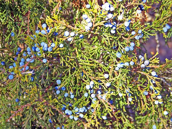 Unabdingbare Zutat für einen Gin: Die Beeren des Wacholder