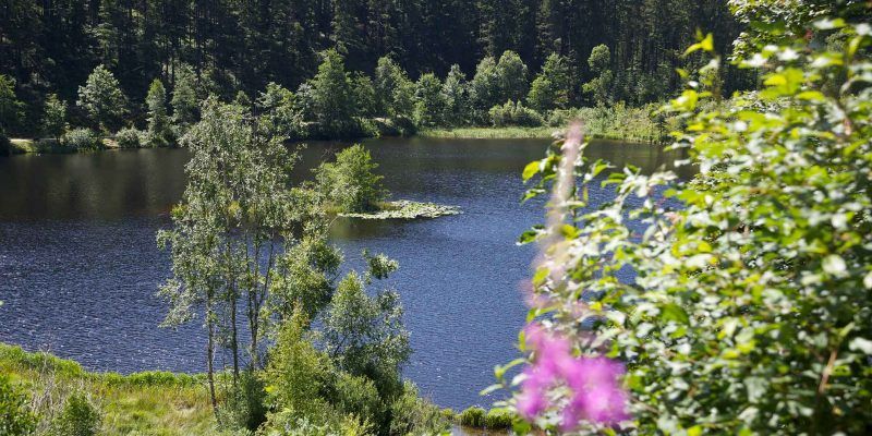 Der Sankenbachsee in Baiersbronn liegt am Seensteig und lädt zu e iner herrlichen Rast ein.