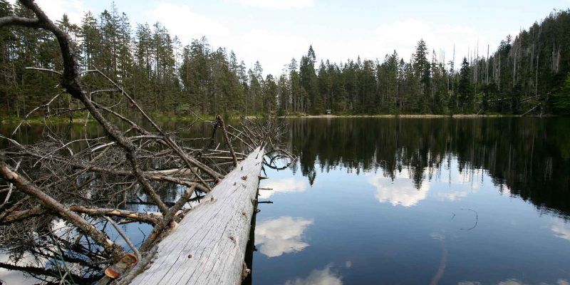 Der Wildsee in Baiersbronn liegt am Seensteig.