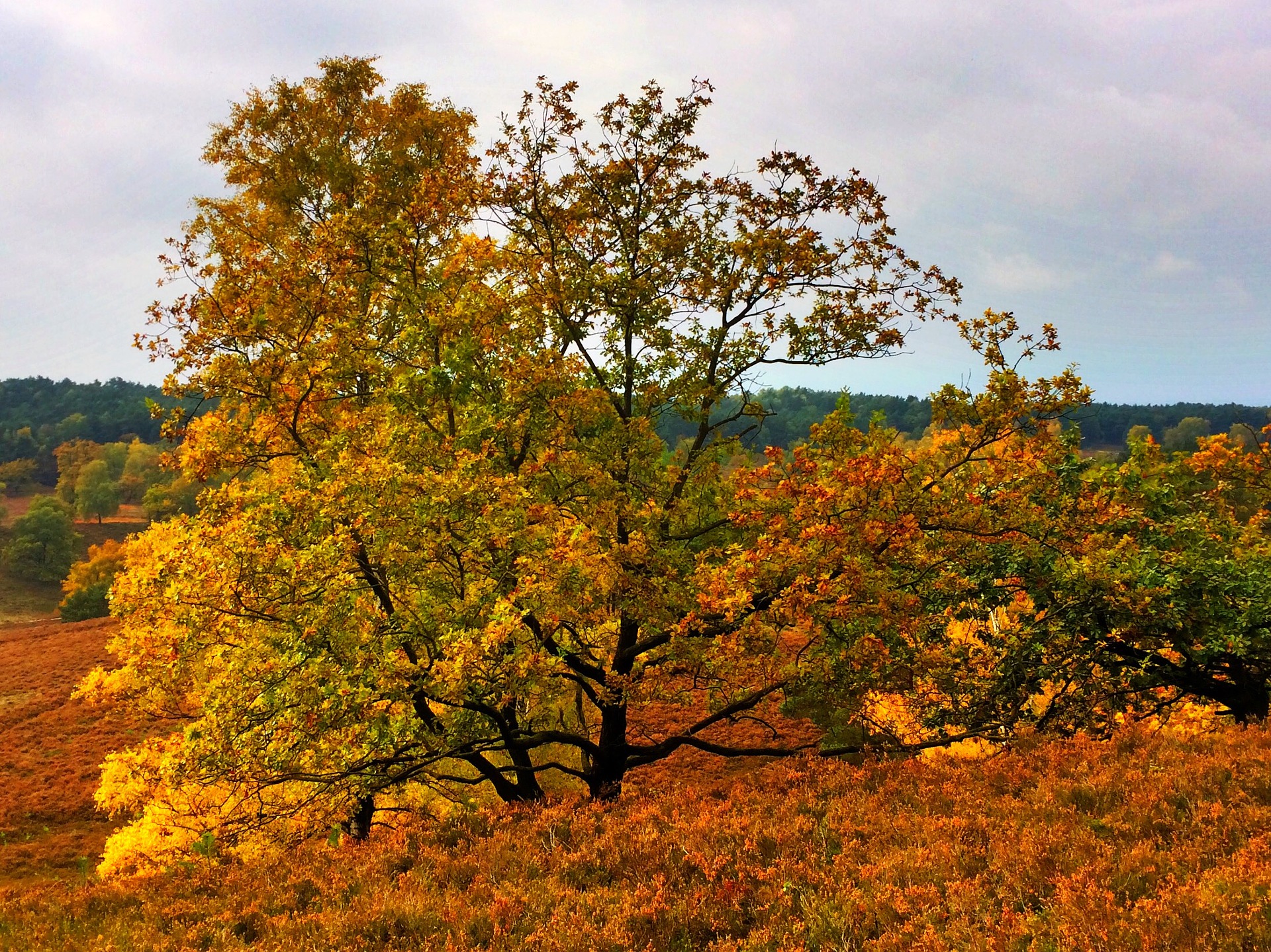 Lüneburger Heide im Herbst