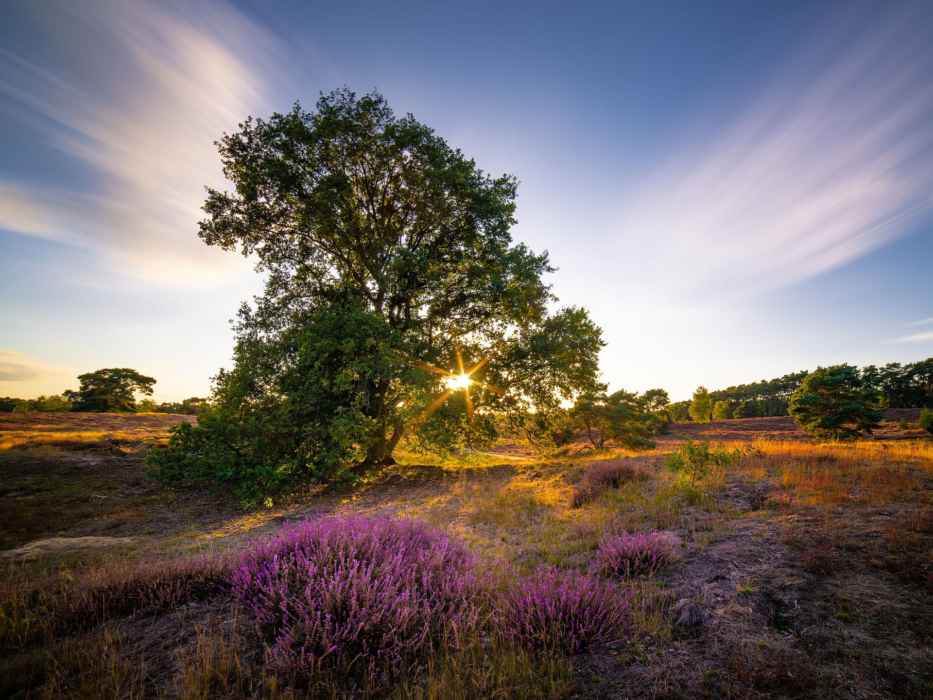 Heide Sonnenuntergang