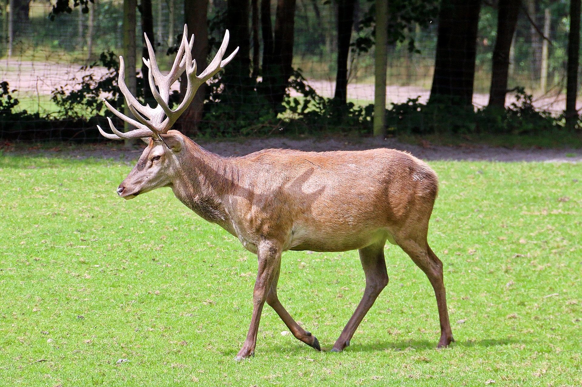 Hirsch auf Wiese