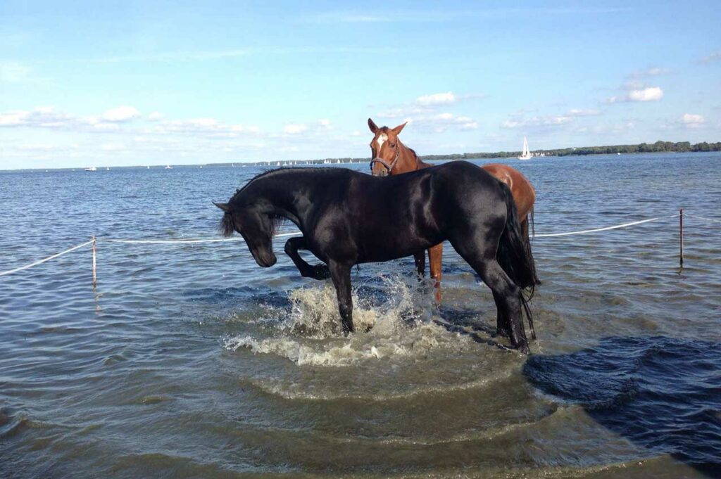 Foto von einem schwarzen und einem braunen Pferd, die in der Müritz im Wasser stehen