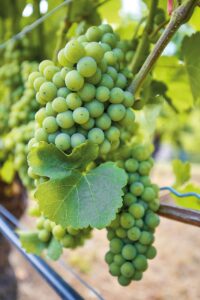 Foto von weißen Weintrauben. Besonders gute Produkte aus fränkischen Weintrauben werden im Bocksbeutel abgefüllt.