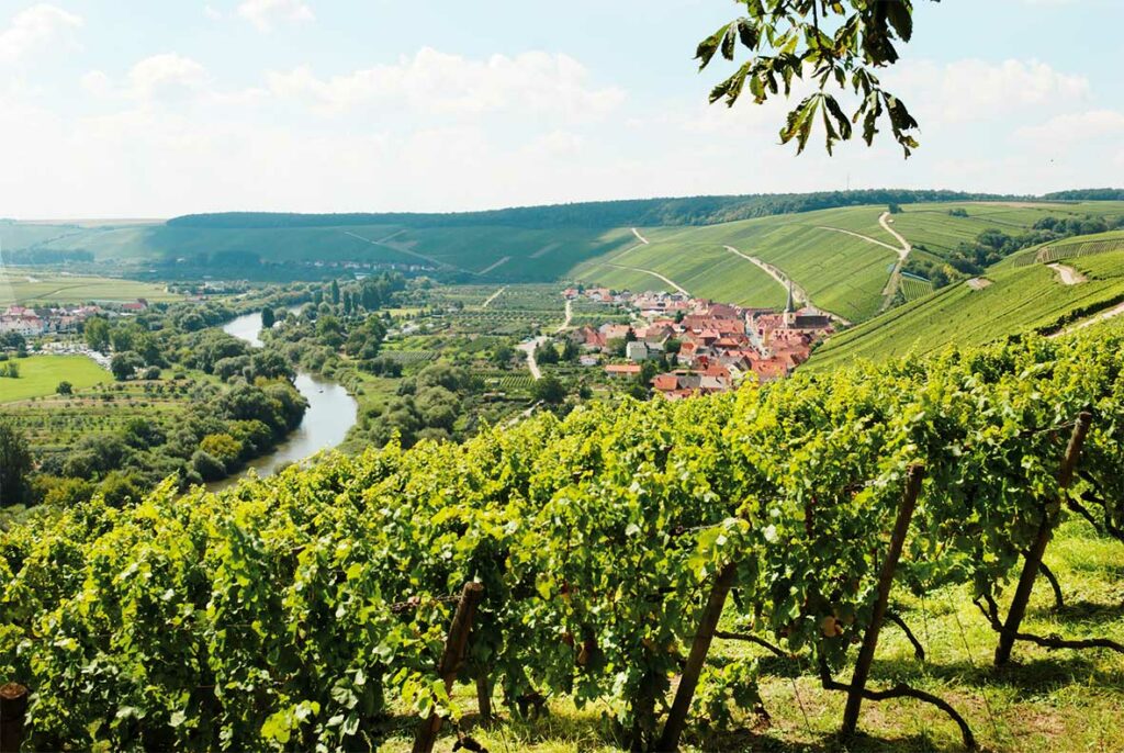 Blick von den Weinbergen hinunter auf den Ort Escherndorf und die Mainschleife.