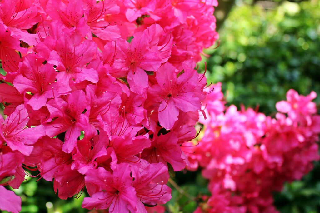 Blühender Rhododendron in Bad Zwischenahn