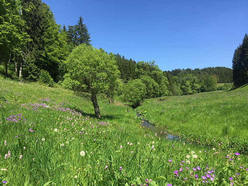 Bach im Böhlener Tal im Schwarzatal