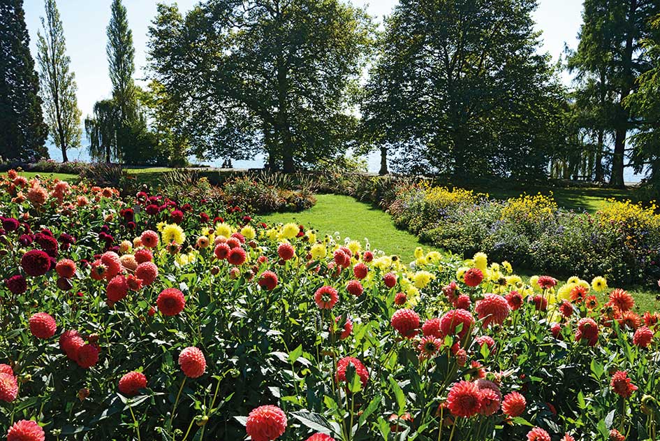 Dahlienschau auf der Insel Mainau im Bodensee