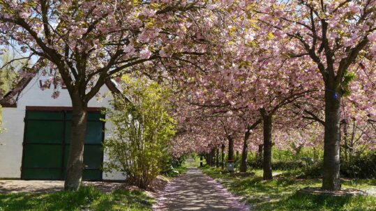 Foto von einer schmalen Allee mit Zierkirschen in der Urlaubsregion Altes Land