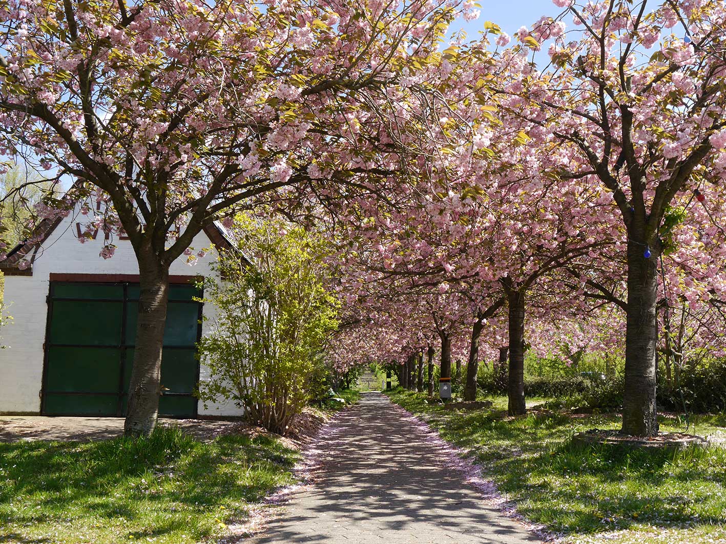 Foto von einer schmalen Allee mit Zierkirschen in der Urlaubsregion Altes Land