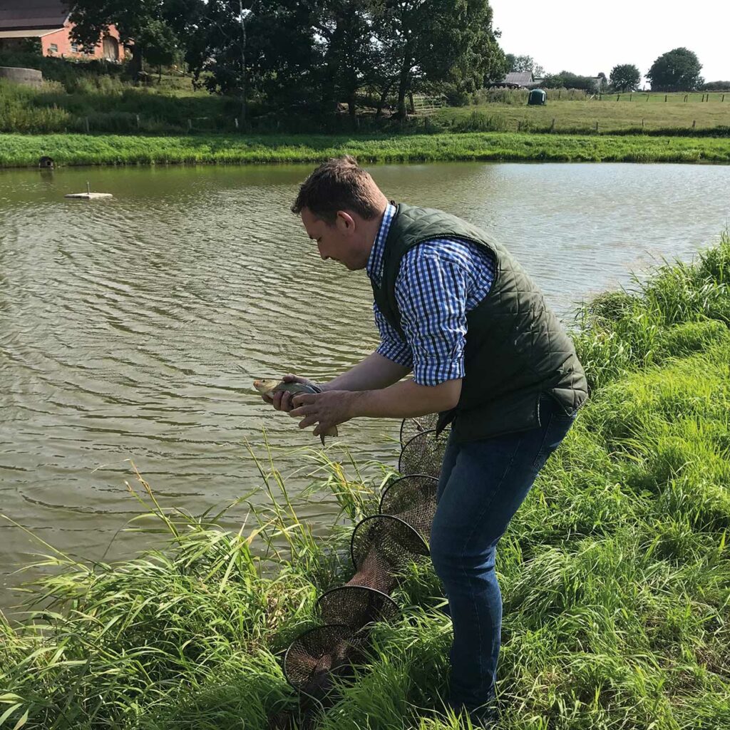 Foto von Hotelier Henning Molt, der Karpfen aus seinem Fischteich erntet.