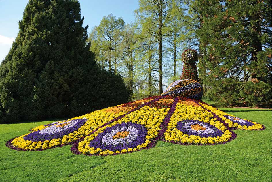 Ein Pfau aus Blumen auf der Insel Mainau im Bodensee