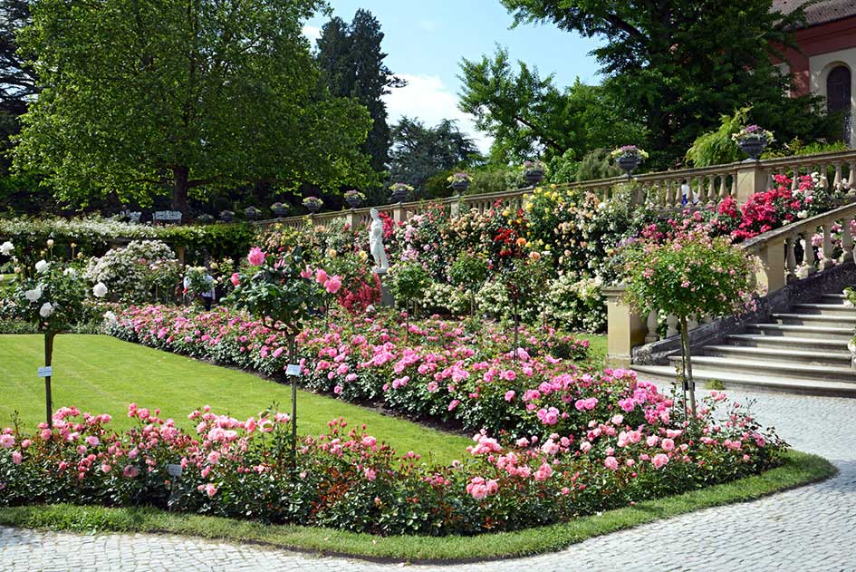 Rosengarten auf der Insel Mainau im Bodensee