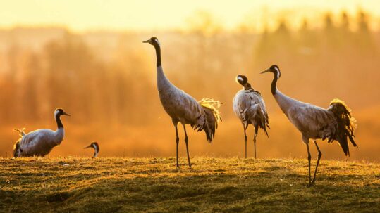 Foto von mehreren Kranichen, die in freier Natur auf dem Boden stehen