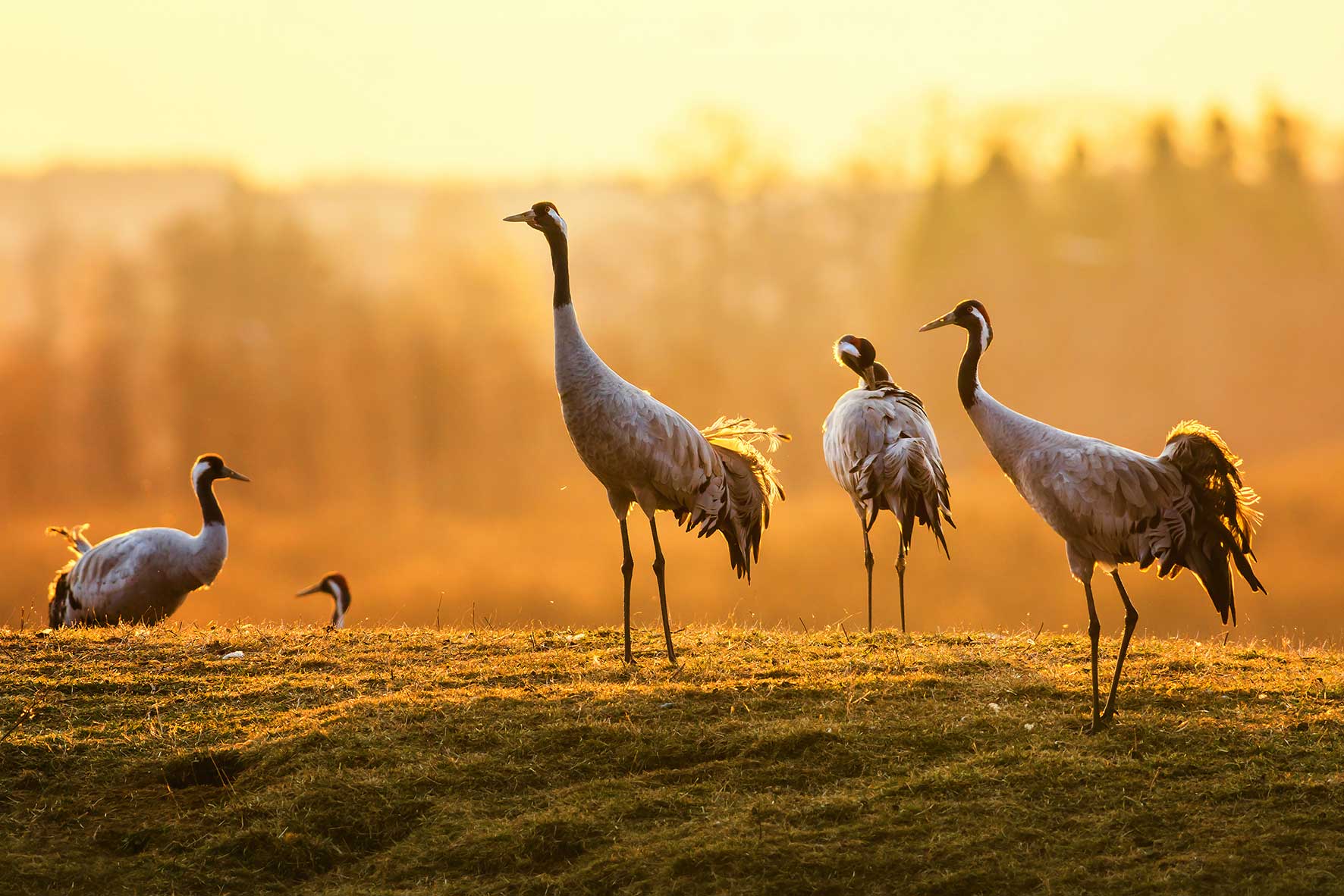 Foto von mehreren Kranichen, die in freier Natur auf dem Boden stehen