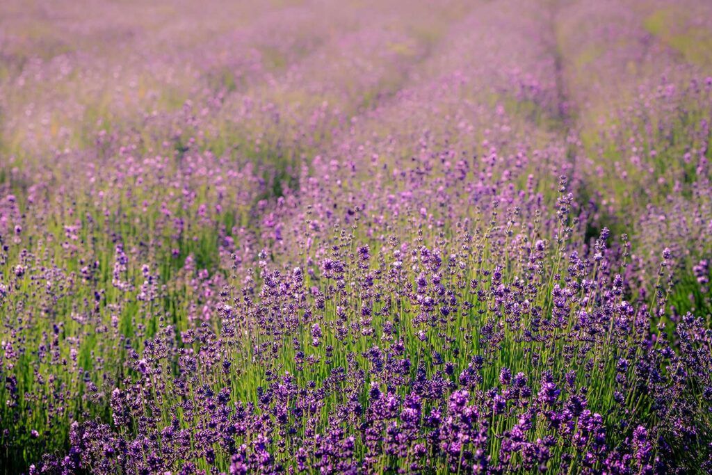 Foto eines Lavendelfeldes auf der Landesgartenschau in Höxter