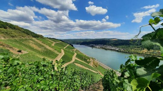 Foto vom Rhein mit den angrenzenden Weinbergen