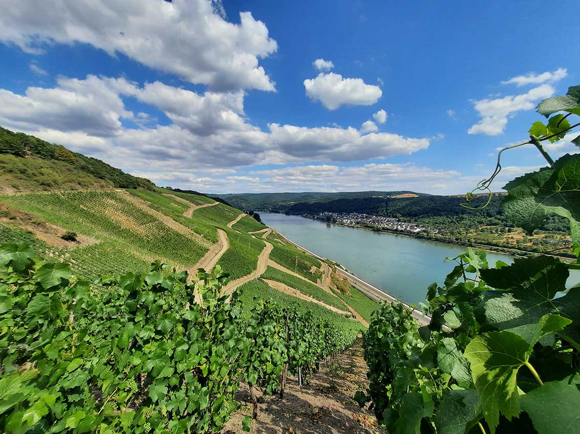 Foto vom Rhein mit den angrenzenden Weinbergen