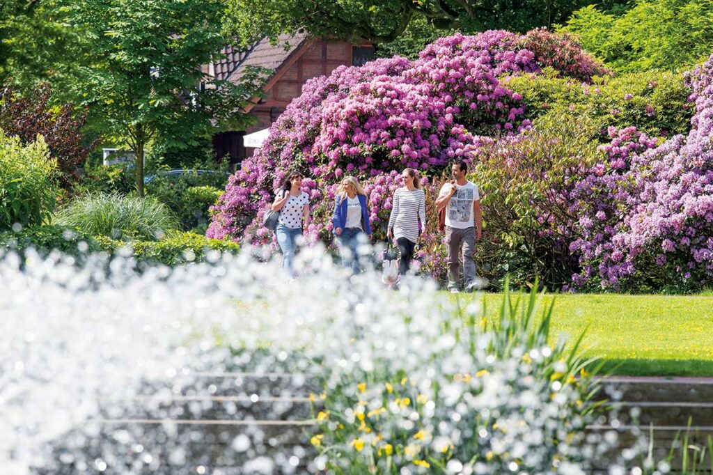 Üppige Rhododendrenblüte in Bad Zwischenahn