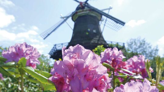 Blühender Rhododendron vor einer Windmühle in Bad Zwischenahn im Ammerland