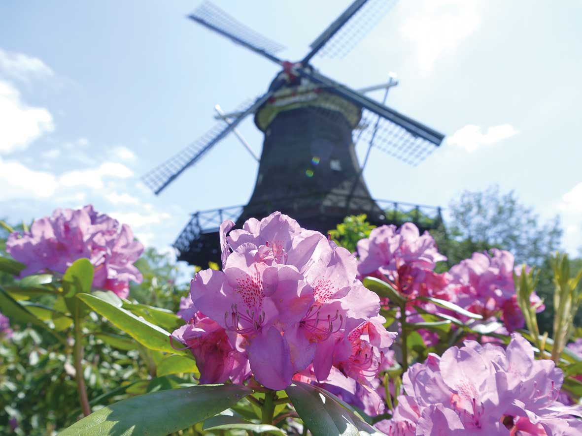 Blühender Rhododendron vor einer Windmühle in Bad Zwischenahn im Ammerland