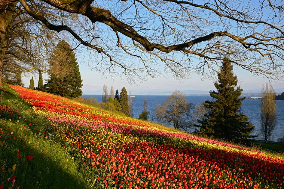 Blühender Tulpenhang auf der Insel Mainau im Bodensee