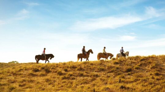 Foto von vier Pferden mit Reitern, die über eine Wiese reiten