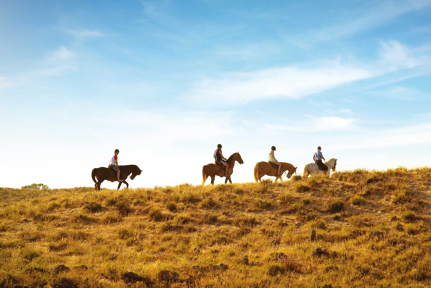 Foto von vier Pferden mit Reitern, die über eine Wiese reiten