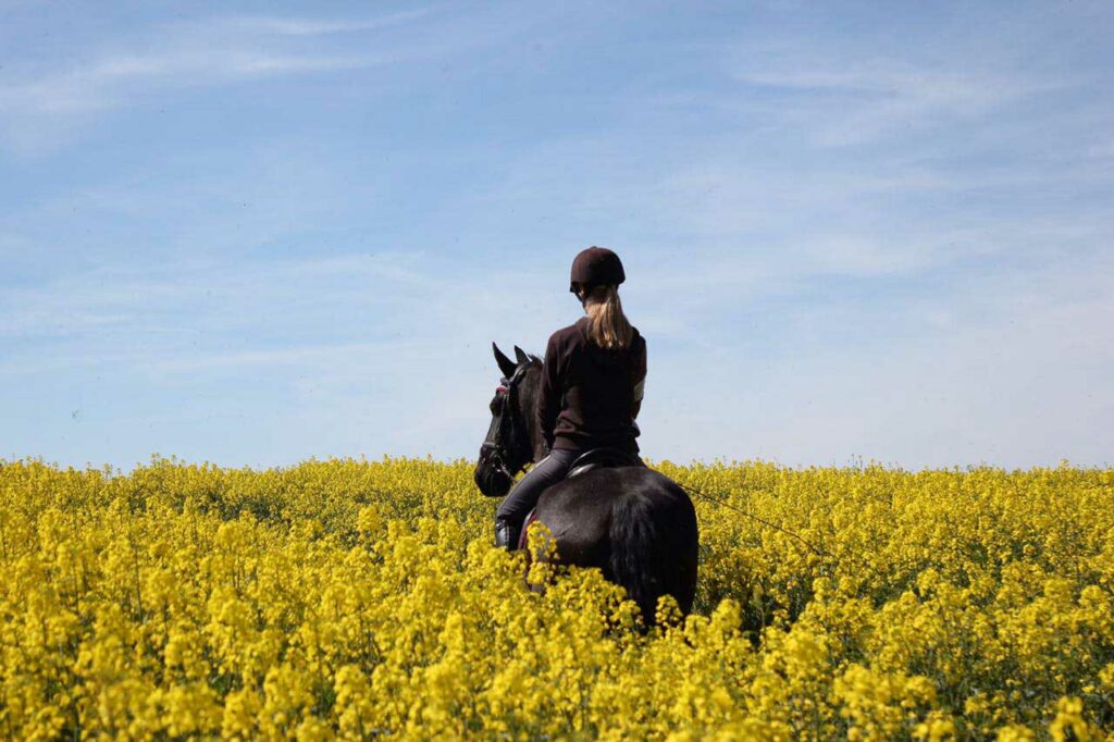Foto von einem schwarzen Pferd mit Reiterin, die beim Urlaub mit Pferd mit dem Rücken zur Kamera in einem Rapsfeld stehen