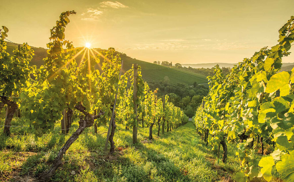 Foto eines Weinbergs mit untergehender Sonne im Hintergrund