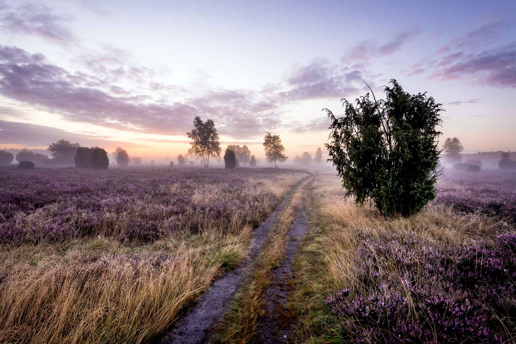 Lüneburger Heide