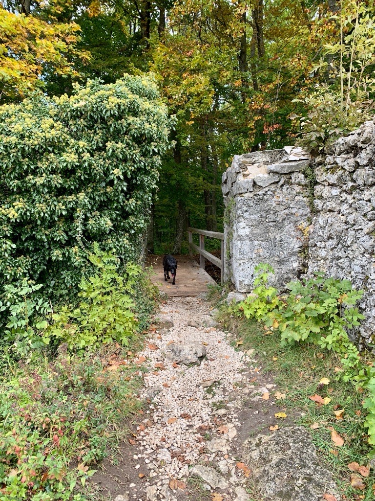 Hund auf Wanderweg